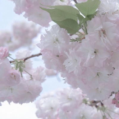 楚雄福瑞交流群